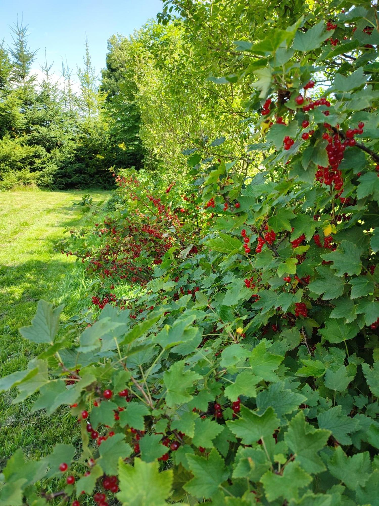 Smrekowa Chatka W Milowce Milówka Exteriör bild